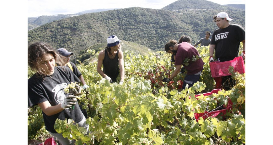 La vendimia en la Ribeira Sacra